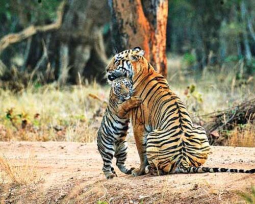 773885-tiger-cub 773885-tiger-cub
