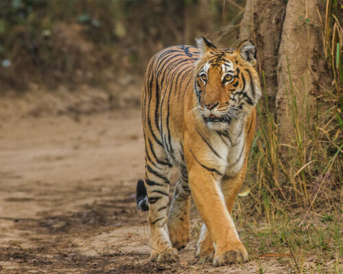 Bengal-Tiger_Corbett_Uttarakhand_Dec-2013 Bengal-Tiger_Corbett_Uttarakhand_Dec-2013