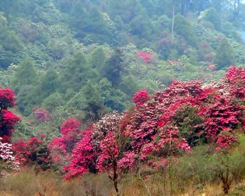 Rhododendron-Sanctuary-Barsey-West-Sikkim