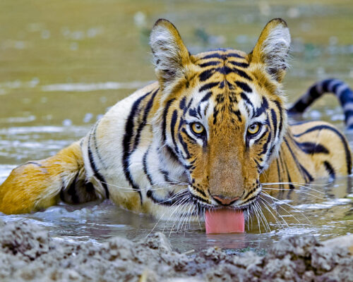 Tadoba_Bengal-tiger_Dhritiman-Mukherjee10-copy-1_dhhtdr Tadoba_Bengal-tiger_Dhritiman-Mukherjee10-copy-1_dhhtdr