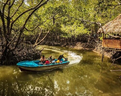 sailing-through-mangroves