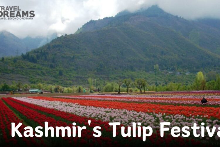 Kashmir's Tulip Festival - Image Banner