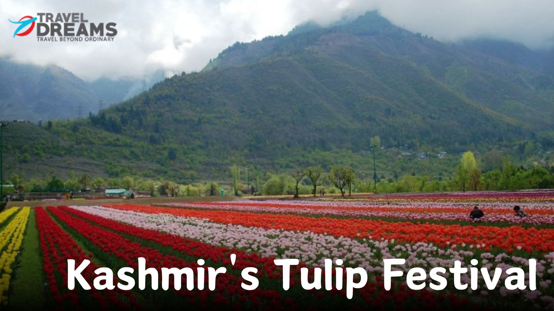 Kashmir's Tulip Festival - Image Banner